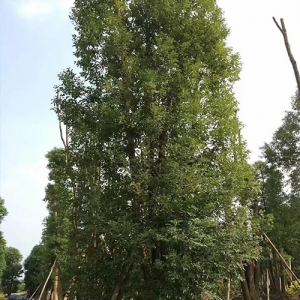 海口綠化苗木基地_海南香樟