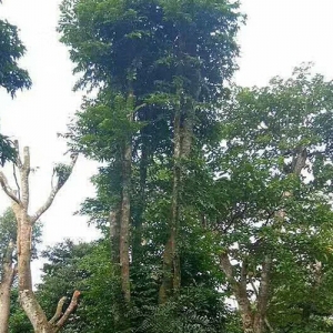 海口綠化苗木苗圃_海南鐵冬青