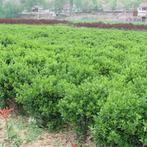 ?？诠嗄痉N植基地_海南大型灌木苗圃