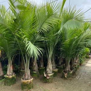 散尾葵作為綠化綠籬植物的眾多好處