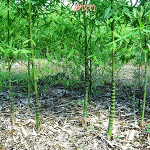 海南地區(qū)常用竹類植物