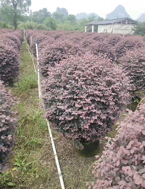 ?？诰G化苗木基地_紅花繼木球(圖3)