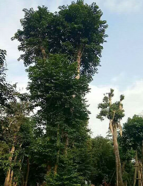 ?？诰G化苗木苗圃_海南鐵冬青報(bào)價(jià) (圖4)