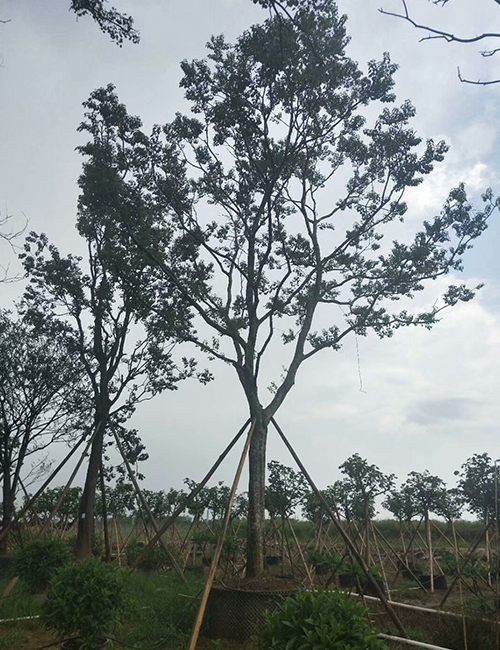 海南苗圃_海南園林綠化苗木烏桕(圖4)