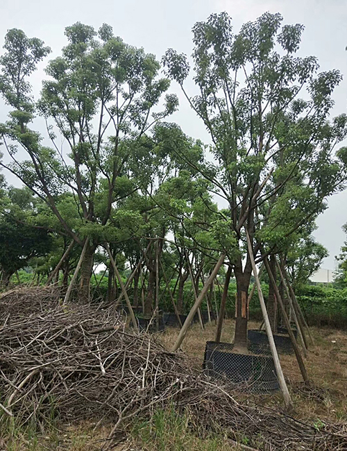 海南苗圃_海南園林綠化苗木香樟報價(圖4)