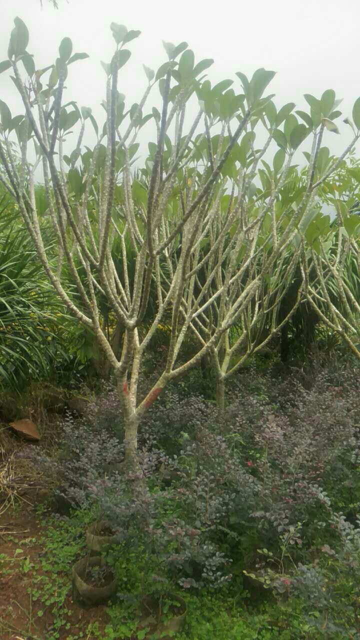 海南灌木（小喬木）白花雞蛋花(圖2)