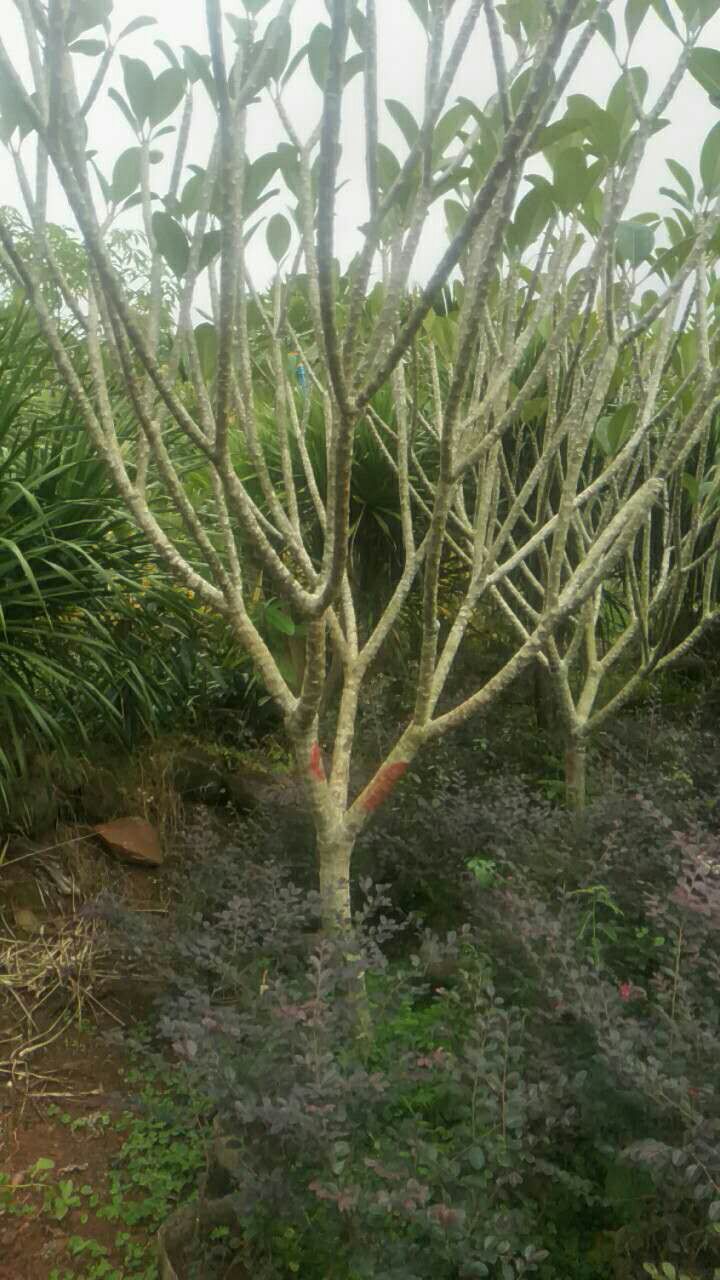 海南灌木（小喬木）白花雞蛋花(圖3)