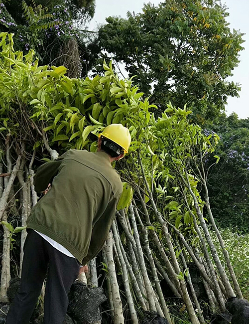 海南綠化苗木_海南白玉蘭報(bào)價(jià)(圖2)