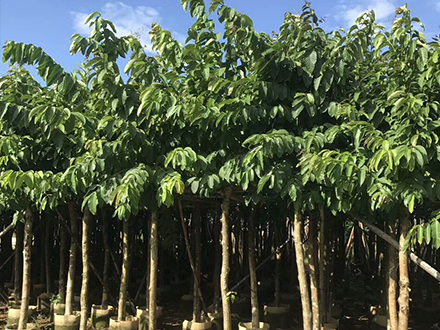 海南海口市冠平綠化工程苗木基地大葉紫薇報價(圖1)