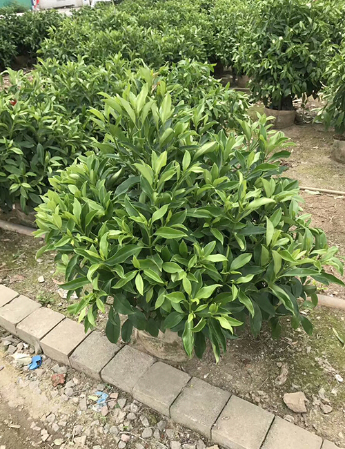 海南綠化苗木-非洲茉莉球（灰莉球）(圖2)