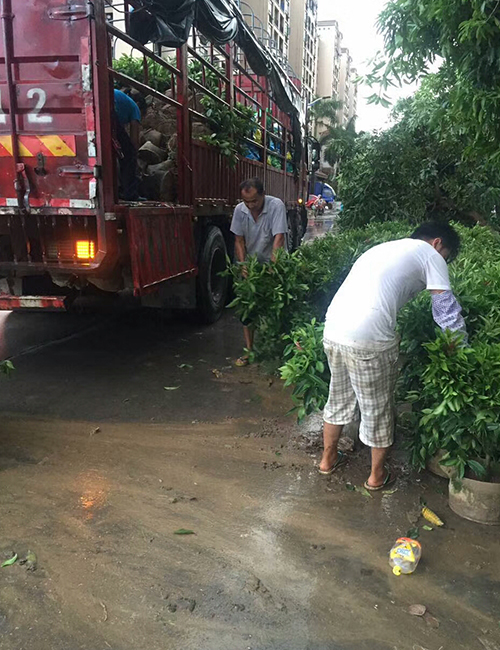 海南綠化苗木-非洲茉莉球（灰莉球）(圖1)