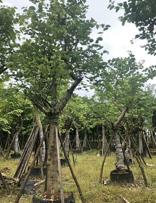 海南常用園林綠化工程苗木_喬木宮粉紫荊(圖2)