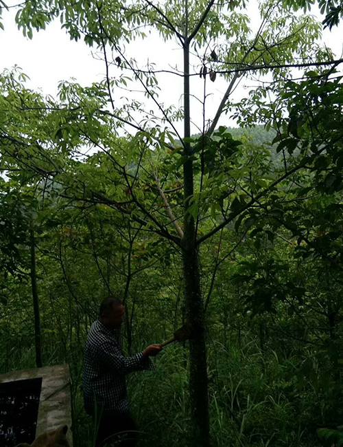 海南苗木美麗異木棉_?？诰G化冠平苗圃(圖5)