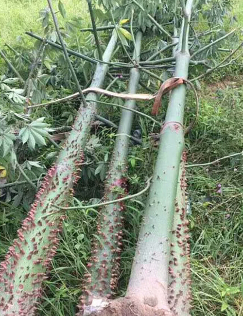 海南苗木美麗異木棉_海口綠化冠平苗圃(圖6)