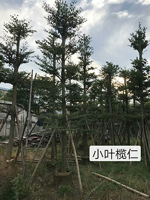 優(yōu)質(zhì)小葉欖仁價格_海南綠化工程苗木報價_海南冠平苗苗圃(圖2)