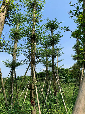 優(yōu)質(zhì)小葉欖仁價格_海南綠化工程苗木報價_海南冠平苗苗圃(圖7)