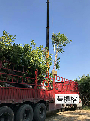 ?？诰G化苗木基地_批發(fā)海南菩提榕(圖9)