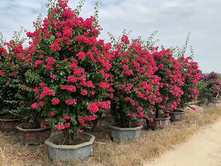 海南造型植物苗圃，大型園林綠化造型種植基地(圖1)