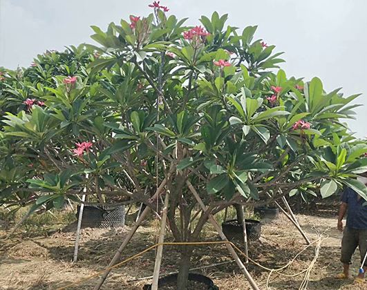 海南冠平苗木_海口園林綠化苗木種植基地(圖3)