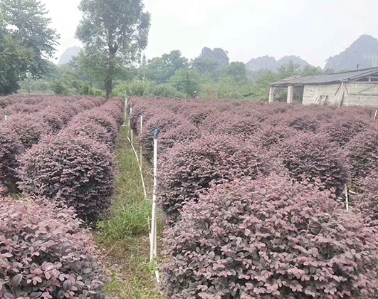 海南冠平苗木_?？趫@林綠化苗木種植基地(圖1)