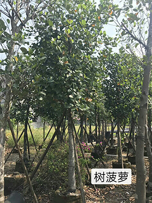 綠化果樹_海南菠蘿蜜(圖1)